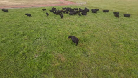 Orbita-Una-Vaca-Negra-Pastando-En-Un-Campo-De-Pradera-Durante-La-Puesta-De-Sol-En-Una-Granja-Rural-En-El-Río-Margaret,-Australia-Occidental