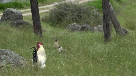 On-natural-open-farm-wildlife-chickens,-hens-and-roosters-playing-in-wild-grass-healthy-backyard