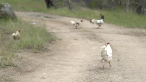 On-natural-open-farm-wildlife-chicken-and-roosters-chasing-and-fighting-funny