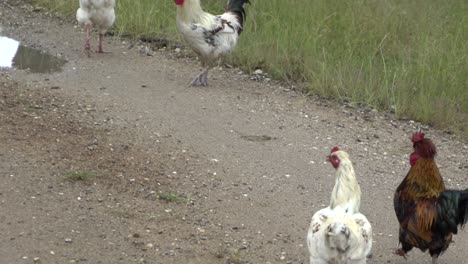 On-natural-open-farm-wildlife-chickens,-hens-and-roosters-walking-around
