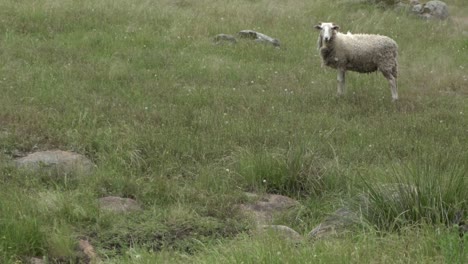Auf-Einer-Natürlichen-Offenen-Farm-Wild-Lebende-Widder-Und-Schafe,-Die-Beim-Urinieren-Und-Stuhlgang-Pinkeln