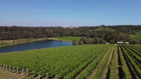 Aerial-flyover-beautiful-vineyard-field-and-big-tree-beside-natural-lake-during-sunny-day