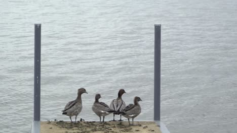 Ducks-on-pier-wanting-to-jump-into-the-water-windy-cloudy-day-on-lake