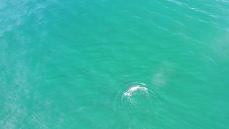 Malerischer-Blick-Auf-Buckelwale,-Die-Am-Luftbild-Des-Pazifischen-Ozeans-Schwimmen