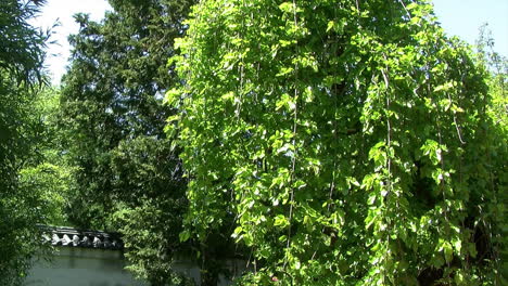 Ein-Maulbeerbaum-Wächst-In-Einem-Japanischen-Garten-Mit-Einer-Gekachelten-Wand-Im-Hintergrund