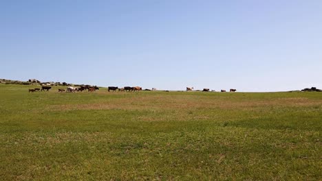 Herd-of-cows-and-their-calfs-strolling-through-large-grassland-meadow-in-the-distance-on-a-sunny-blue-sky-summer-day