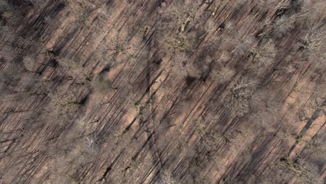 AERIAL:-Top-View-of-Brown-Colour-Tree-Forest-with-Long-Shadows-on-the-Ground
