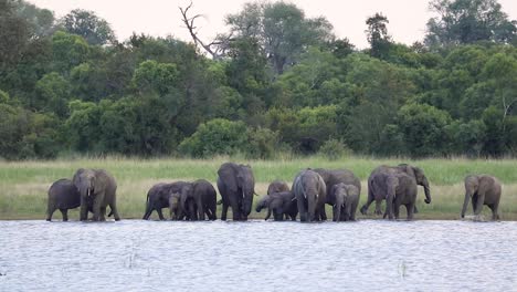 Wide-shot-of-a-big-herd-of-African-elephants-quenching-their-thirst-at-a-waterhole,-Greater-Kruger