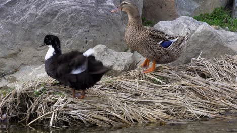 Two-wild-Mallard-Ducks-Preening-on-the-bank-of-Yangjaecheon-Stream-day-time-on-rocky-background