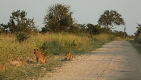 Wide-shot-of-three-lion-cubs-chasing-each-other-in-beautiful-golden-morning-light,-Greater-Kruger
