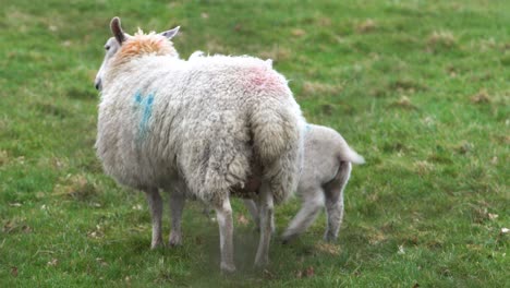 Lamb-Following-Mother-Sheep-In-A-Grass-Field-On-A-Farm