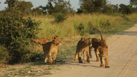 Wide-shot-of-five-lion-cubs-playing-in-the-road-in-beautiful-morning-light,-Greater-Kruger