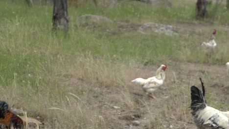 On-natural-open-farm-wildlife-roosters,-chickens-and-hens-in-envirinment
