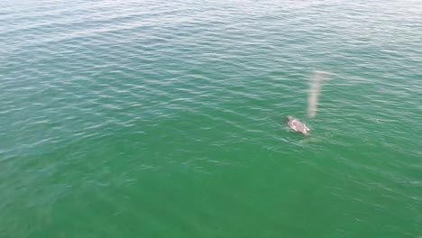 Drohnenansicht-Einer-Mutter-Und-Eines-Baby-Buckelwals,-Die-Zusammen-In-Ruhigem-Blauem-Ozeanwasser-Schwimmen,-Buckelwale-Spritzen,-Buckelwale-Mit-Ihrem-Kind