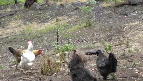 On-natural-open-farm-wildlife-farm-chickens-healthy-backyard