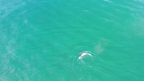 Scenic-View-Of-Humpback-Whale-Swimming-At-The-Pacific-Ocean---top-drone-shot
