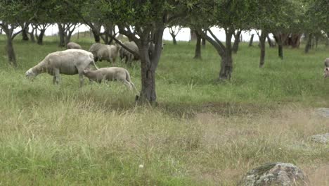 On-natural-open-farm-wildlife-lamb-head-butting-sheep-mother-for-milk-under-olive-trees