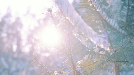 Snow-Covered-Conifer-Leaves-Backlit-Sunlight-During-Winter