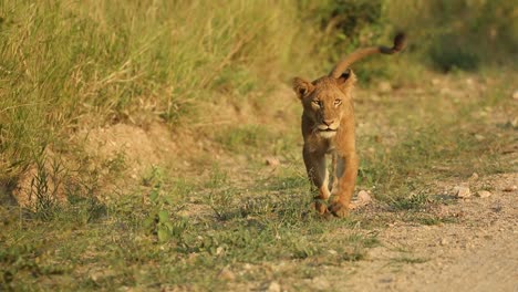Wide-shot-of-a-cute-lion-cub-walking-towards-the-camera-in-beautiful-morning-light,-Greater-Kruger