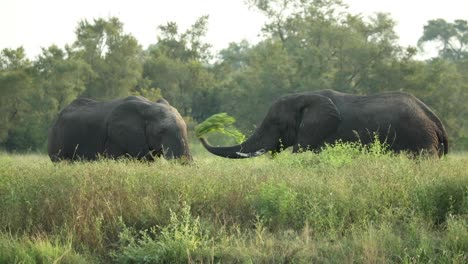 Wide-shot-of-two-African-elephants-facing-each-other,-Greater-Kruger