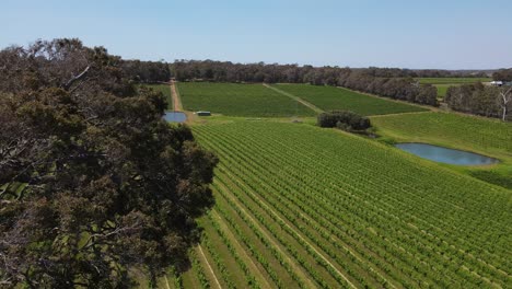 Aerial-flyover-beautiful-vineyard-field-behind-big-tree-during-sunny-day