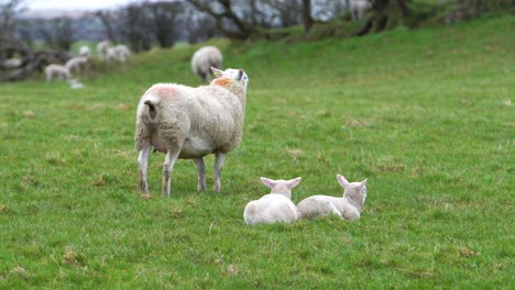 Baby-Lambs-Sitting-And-Sheep-Pooping-On-A-Grass-Field-On-A-Farm