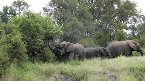Breiter-Schuss-Einer-Großen-Herde-Afrikanischer-Elefanten,-Die-Mit-Einem-Entzückenden-Kalb,-Größerem-Krüger,-Füttern