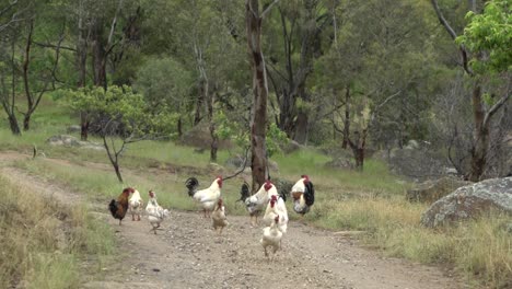On-natural-open-farm-wildlife-chicken-coming-towards-camera