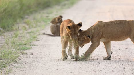 Wide-shot-of-lion-cubs-playing-with-a-piece-of-dry-bush-in-the-dirt-road,-Greater-Kruger
