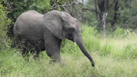 Schwenkaufnahme-Einer-Jungen-Afrikanischen-Elefantenkuhfütterung,-Greater-Krüger