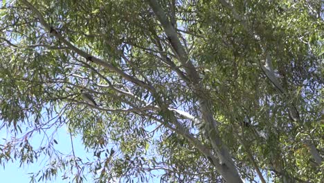 Al-Aire-Libre-Naturaleza-Ave-Australiana-En-El-árbol-Dry-Outback
