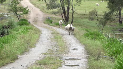 Auf-Der-Natürlichen-Offenen-Farm-Wild-Lebende-Schafe,-Die-Zusammen-Auf-Einer-Unbefestigten-Straße-Spazieren-Gehen