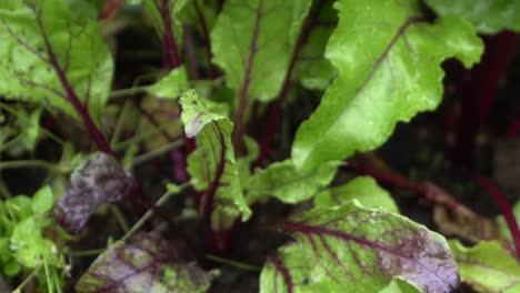 On-natural-open-farm-picking-up-beetroot-from-veggie-patch-growing-food-agriculture