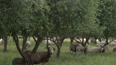 On-natural-open-farm-wildlife-ram-and-lamb-under-olive-tree-looking-at-camera-and-walking-away