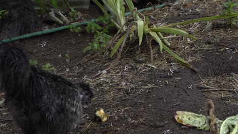 On-natural-open-farm-wildlife-black-chicken-healthy-backyard-eating-apple
