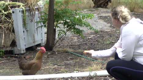 On-natural-open-farm-wildlife-blonde-woman-trying-to-feed-healthy-backyard-chicken-and-hens