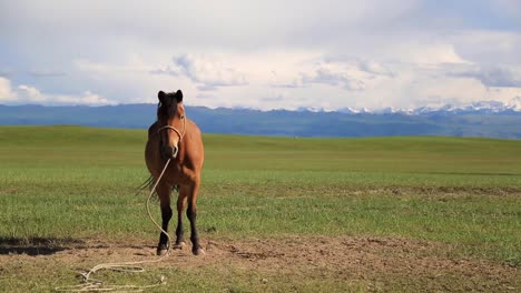 Beautiful-Majestic-Brown-Horse-Standing-on-Wide-Grassland-with-Snow-Capped-Mountains-In-Background-on-a-sunny-summer-blue-sky-day