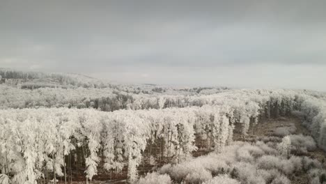 4K-aerial-video-view-with-a-drone-flying-above-a-frozen-forest-almost-touching-the-treetops
