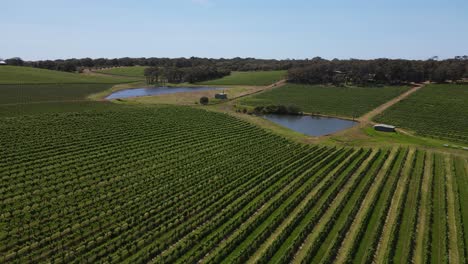 Aerial-flyover-beautiful-vineyard-grape-field-and-natural-lake-during-sunny-day-in-a-Margaret-river-Farm,-Australia