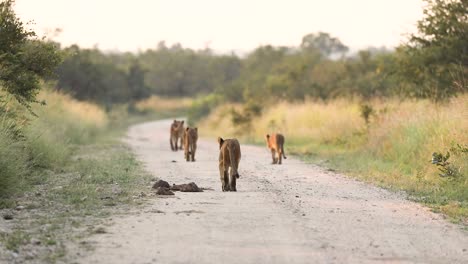 Wide-shot-of-five-lion-cubs-walking-down-the-dirt-road-in-beautiful-morning-light,-Greater-Kruger