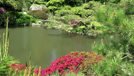 Pond-in-a-Japanese-garden-with-azaleas-and-pine-trees