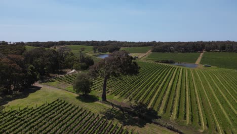 Aerial-flyover-beautiful-vineyard-field-and-big-tree-during-sunny-day