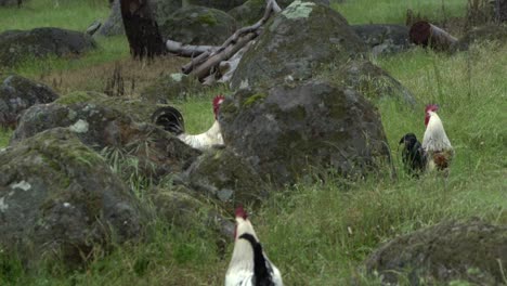 On-natural-open-farm-wildlife-chickens,-roosters-and-hens-roam-wild-grassland