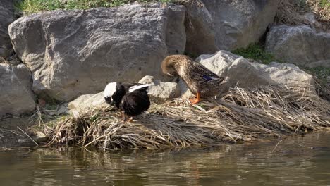 Two-Mallard-Ducks-Preening-on-the-bank-of-Yangjaecheon-Stream-In-Seoul,-South-Korea---high-angle,-wide-shot
