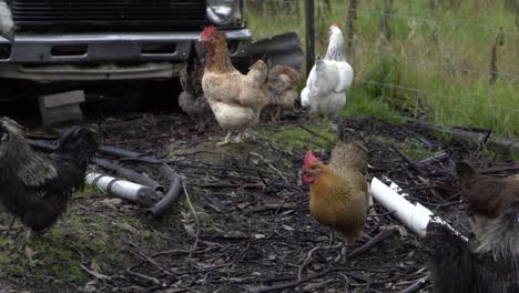 On-natural-open-farm-wildlife-backyard-hens-and-healthy-chickens-walking-through-fence