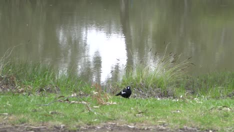 On-natural-open-farm-wildlife-magpie-in-nature-in-front-of-muddy-pond