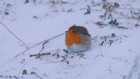 European-robin-feeding-in-the-snow,-Veluwe-National-Park,-Netherlands
