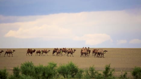Herde-Baktrischer-Kamele,-Die-An-Windigen-Tagen-In-Der-Wüste-Gobi,-Mongolei,-Spazieren-Gehen