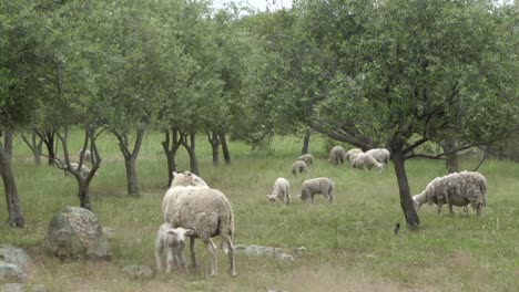 Auf-Natürlichem-Offenem-Bauernhof-Lamm,-Das-Auf-Teet-Auf-Mutterschaf-Säugt