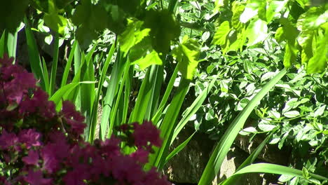 Azaleas-and-irises-grow-on-the-edge-of-a-small-stream